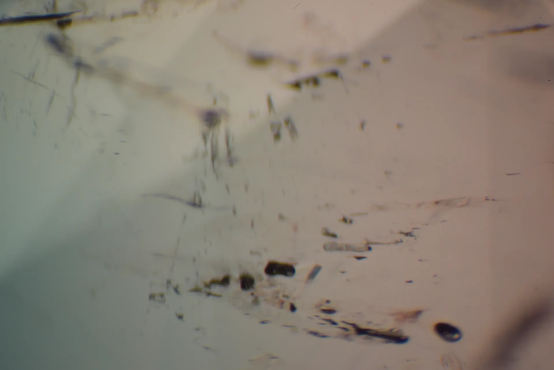 Smaragd, Detail in Immersion: längliche dunkle Kristalle, rundlicher Flüssigkeitseinschluss (Zweiphasen-Typ) rechts unten